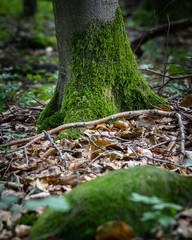 Wald Natur Details - Moos überall 02