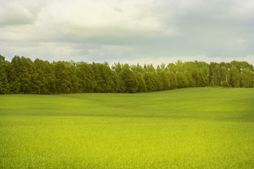 Beautiful morning light in Public Park with green grass field and tree