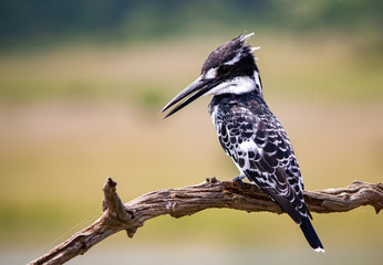 Kingfisher