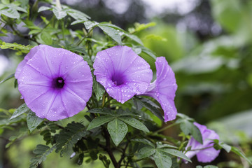 morning glory with rain drops