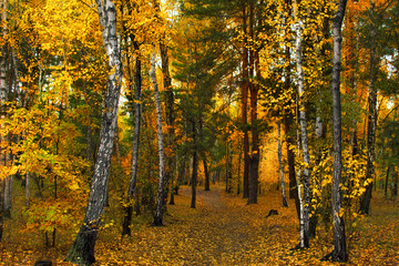 walk in the autumn forest. autumn. autumn colors.