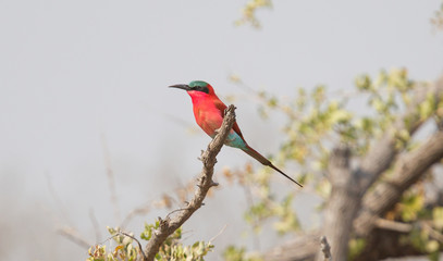 Carmine Bee eater perched on a branch
