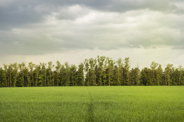Obraz premium Beautiful morning light in Public Park with green grass field and tree