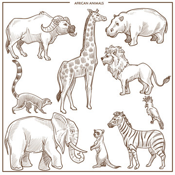 African Animals And Birds Sketch. 