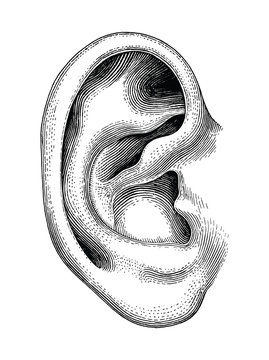 Human ear hand draw vintage clip art isolated on white background