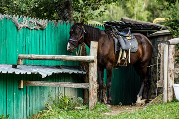 Horse