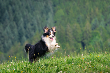 Nala the Miniature Australian Shepherd, Goofing on a meadow