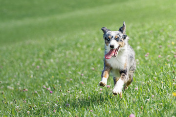 Mili the Miniature Australian Shepherd, Stunning Blue Eyes, Goofing on a meadow