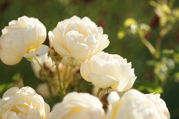 Rosa Valerton in the garden.
