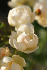 Rosa Valerton in the garden.