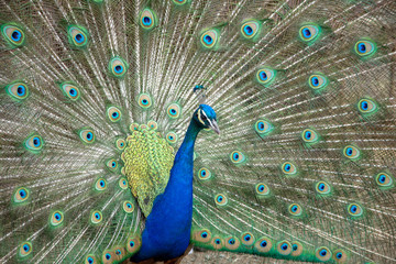 Obraz premium Pfau männlich