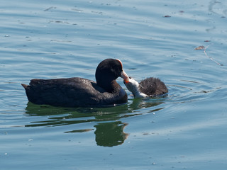 Coot Feeding Baby