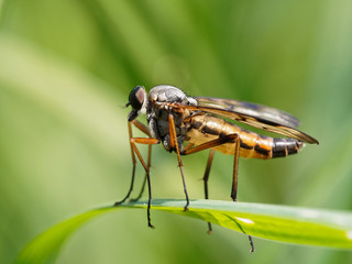 Downlooker Snipe-fly