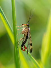 Scorpionfly