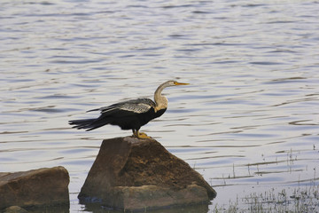 Oriental darter or Indian darter, Anhinga melanogaster. Chambal river, Rajasthan, India