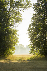 Morning sunlight and fog make their way through the trees