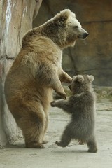 Amazing and very rare himalayan brown bear in the captivity. Ursus arctos isabellinus. Unique kind of brown bear from Czech Republic zoo. Mother with cute cub. Cute baby bear.