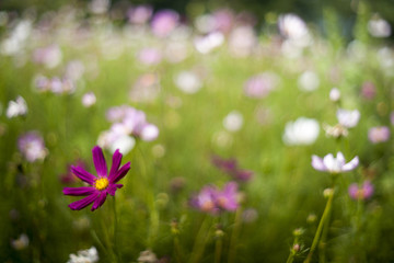 Cosmos flower