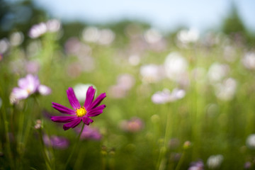 Fototapeta premium Cosmos flower