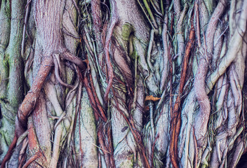 Banyan tree trunk texture root of tree