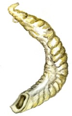 Watercolor shofar art