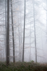 Fototapeta premium Larch forest filled with fog
