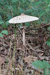 Schirmling im Wald - Lepiota cristata