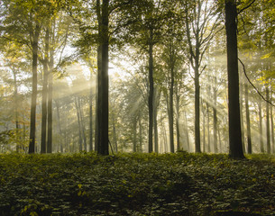 Light rays a forest during sunrise