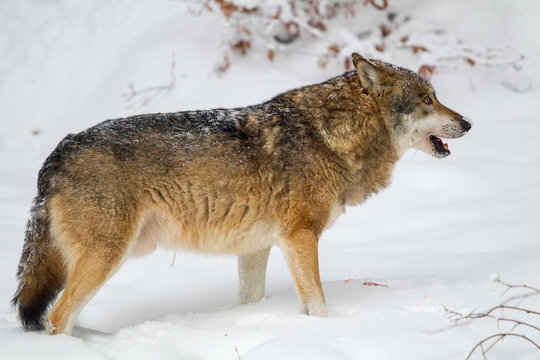 Wolf (Canis lupus) im Winter im Tier-Freigel&auml;nde im Nationalpark Bayrischer Wald, Deutschland.