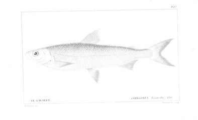 Obraz premium Illustration of fish