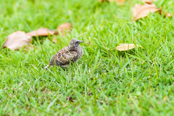 Baby dove bird