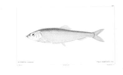 Illustration of fish