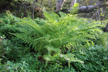 Green fern bush
