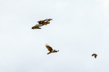 Sea Eagle on sky clouds Beautiful Tropical Beach blue ocean background