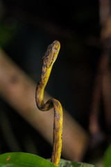 Beddome's Cat Snake, looking for prey at night