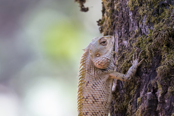 Calotes versicolor, Oriental Garden Lizard, climbing a tree