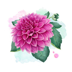 Watercolor illustration of  a dahlia flower. Perfect for greeting cards or invitations