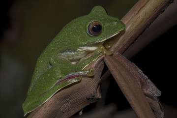 Malabar gliding frog or Rhacophorus malabaricus, perched up on a branch at night