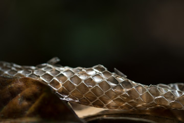 Shed Indian Rat Snake Skin or Moult