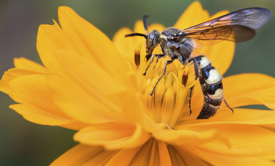 Wasp pollinating a yellow cosmos flower