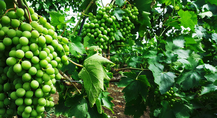 Grape harvest .Grapes for white wine.