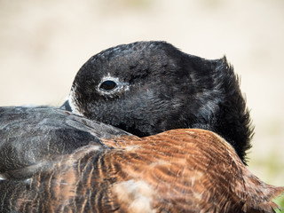 Australian Shelduck Mountain Duck