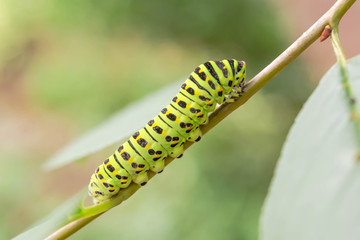 Anise swallowtail caterpillar, Papilio machaon, Papilio zelicaon