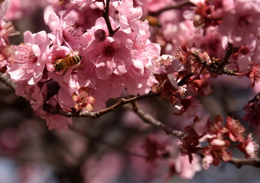 Bee on a pink cherry blossoms. Cherry flowers blossoming in the springtime. Pink cherry blossom in full bloom. Sakura Japanese cherry blossoms in the botanic garden.
