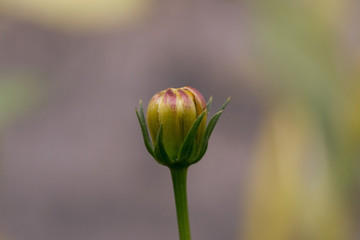 Close-up shot of a Bud