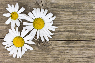 Obraz premium Daisy camomile flowers on wooden table background with copy space.