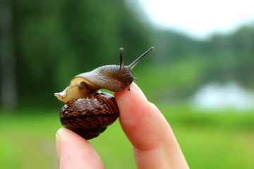 Human fingers holding a brown curved snail with protruding horns.