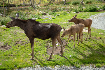 Elchkuh mit Jungtieren