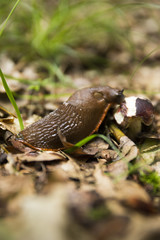 Slug On Forest Floor