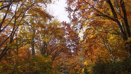 青森の紅葉